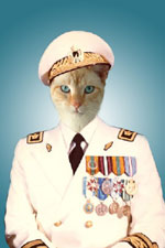 Cat in Navy uniform