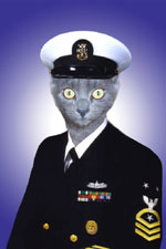 Cat in military uniform.