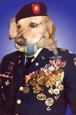Golden retreiver wearing an army outfit