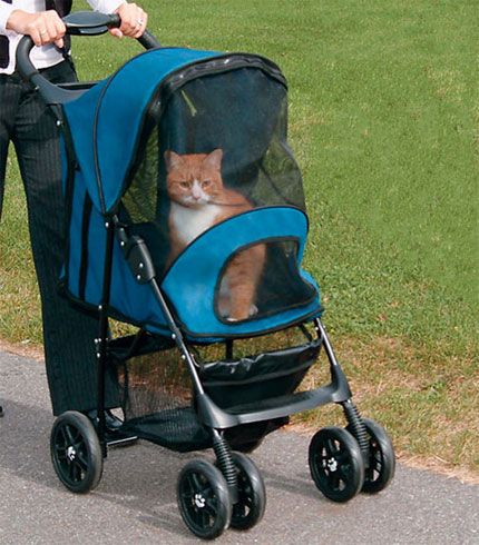 Cat in stroller