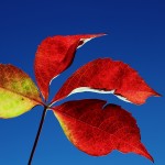 Leaf in the sun