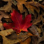 Leaf in a pile in hobble creek